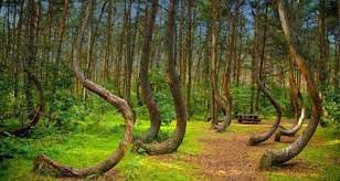 Barnea đã lấy máy ảnh và chụp vài bức ảnh về vật thể lạ bí ẩn nghi là UFO xuất hiện ở khu rừng Hoia Baciu. Các chuyên gia xác định số ảnh của Barnea không có dấu hiệu bị làm giả.