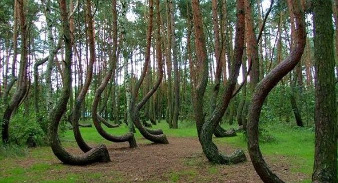 Một trong những những sự kiện khiến "tam giác quỷ" của Romania được nhiều người biết đến xảy ra vào tháng 8/1968. Khi ấy, kỹ sư quân đội Emil Barnea cùng bạn gái đi picnic tại khu rừng Hoia Baciu thì vô tình phát hiện một chiếc đĩa màu bạc, yên lặng lơ lửng trên trời.