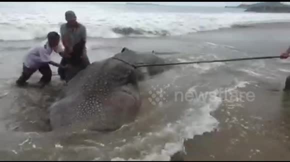 Người đứng đầu Trung tâm Quản lý Tài nguyên Biển và Bờ biển Padang, Mudatstsir thông tin việc di dời xác cá mập voi dài 5,8m và nặng 1,8 tấn bị cản trở do thiết bị hạn chế. Vì vậy, các chuyên gia phải cắt xác con vật khổng lồ thành nhiều mảnh.