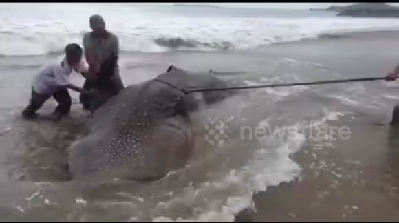 Người đứng đầu Trung tâm Quản lý Tài nguyên Biển và Bờ biển Padang, Mudatstsir thông tin việc di dời xác cá mập voi dài 5,8m và nặng 1,8 tấn bị cản trở do thiết bị hạn chế. Vì vậy, các chuyên gia phải cắt xác con vật khổng lồ thành nhiều mảnh.