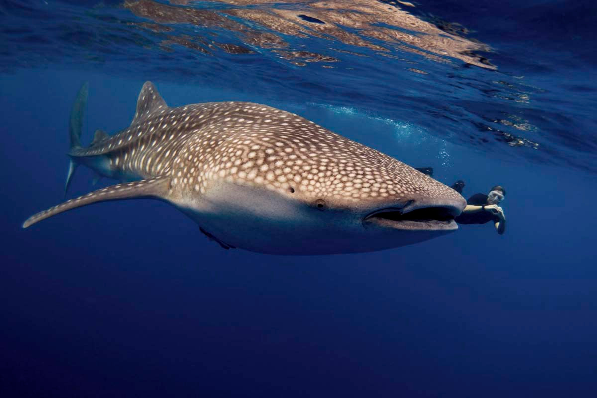 Ước tính, tuổi thọ của cá mập voi là từ 80 - 130 năm. Theo đó, chúng nằm trong danh sách những loài động vật sống thọ nhất thế giới.