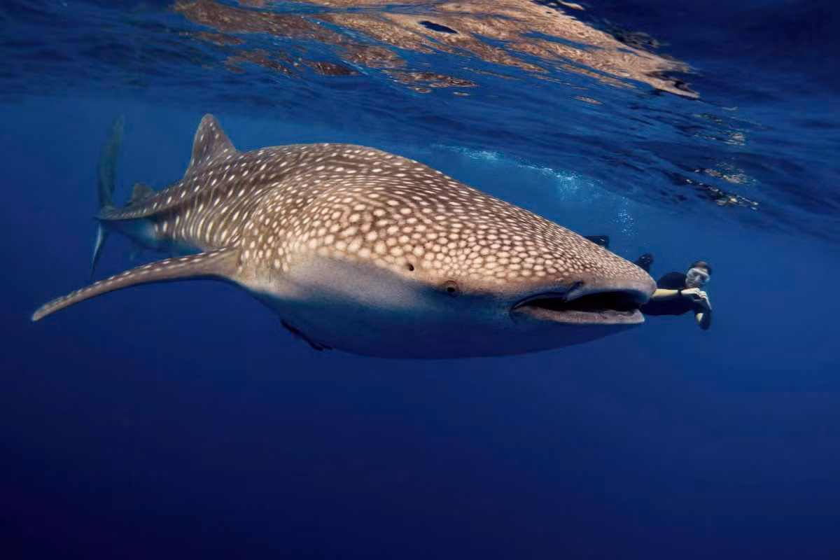 Ước tính, tuổi thọ của cá mập voi là từ 80 - 130 năm. Theo đó, chúng nằm trong danh sách những loài động vật sống thọ nhất thế giới.