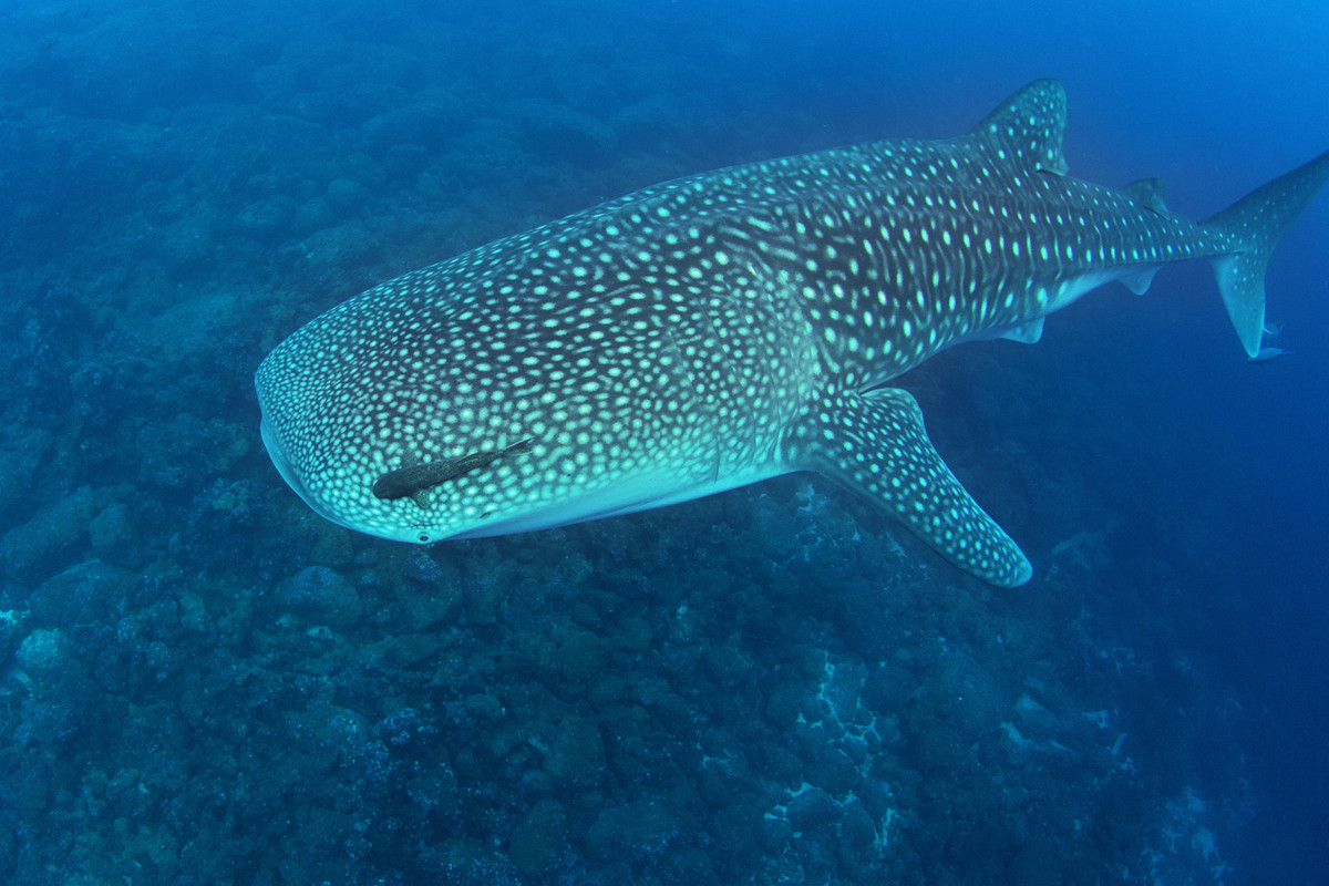Hiện cá mập voi được phân loại "nguy cấp" trong Sách Đỏ của Liên minh Bảo tồn Thiên nhiên Quốc tế.