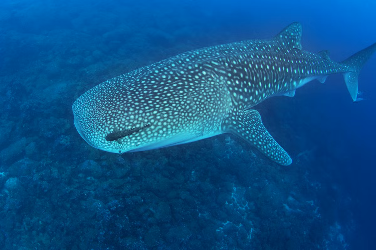 Hiện cá mập voi được phân loại "nguy cấp" trong Sách Đỏ của Liên minh Bảo tồn Thiên nhiên Quốc tế.