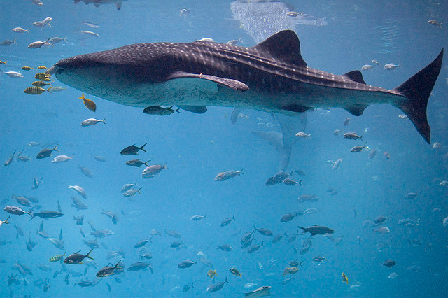 Cá mập voi (Rhincodon typus) là động vật có xương sống không có vú lớn nhất còn sống trên Trái đất.