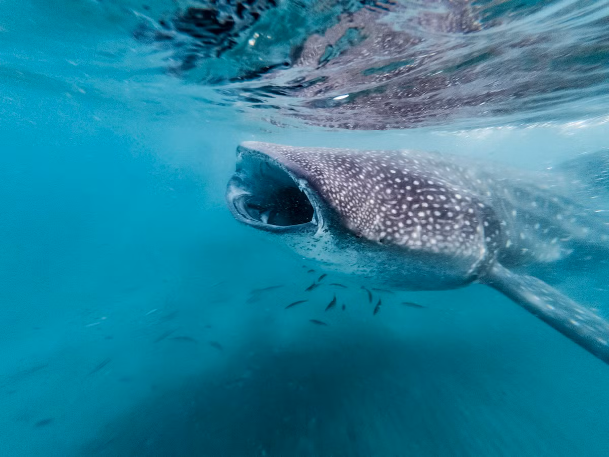 Theo các chuyên gia, cá mập voi thường xuất hiện ở vùng nước mặt thoáng trên các đại dương nhiệt đới. Chúng hiếm khi có mặt ở những vùng nước có nhiệt độ dưới 21 độ C.