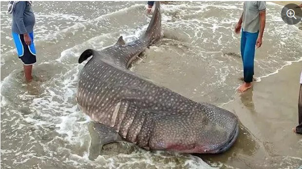 Theo lời kể của ngư dân địa phương, con cá mập voi dài 5,8m lần đầu trôi dạt bờ biển Kincie, Indonesia vào ngày 24/5. Ngay sau khi phát hiện sự việc, người dân nhanh chóng kéo con vật ra biển để nó trở lại môi trường tự nhiên.