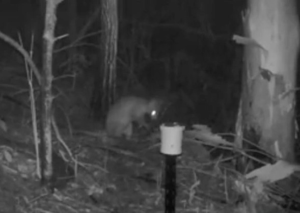 Tháng 2/2017, Eamon Wooster chia sẻ trên trang Facebook Centre for Compassionate Conservation một đoạn video ghi lại được hình ảnh của một sinh vật nửa mèo nửa chuột túi (kangaroo).