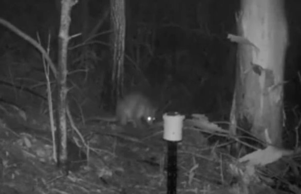 Trong đoạn video, sinh vật bí ẩn đó dường như đang luồn lách qua bụi cỏ thấp tìm kiếm thức ăn vào ban đêm.