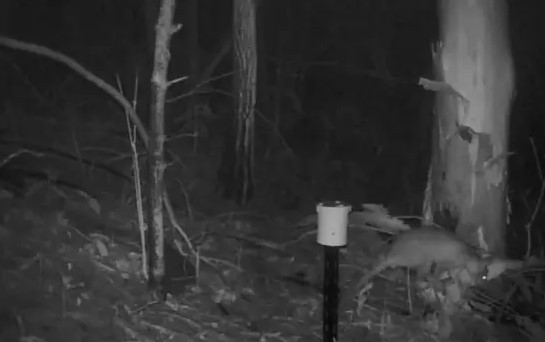 Sau đó, con vật bí ẩn dường như phát hiện động tĩnh lạ và nhanh chóng bỏ đi.