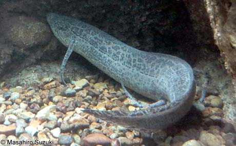 Các chuyên gia phát hiện cá phổi có thể sống như vậy trong 4 - 5 năm. Khi nước trong ao hồ đầy trở lại, chúng sẽ hoạt động bình thường trở lại.