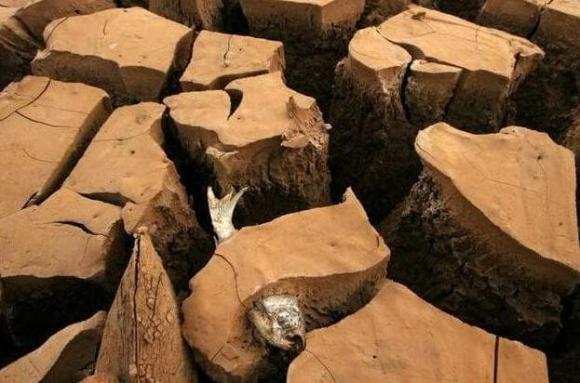 Khi ấy, cá phổi giảm tỷ lệ trao đổi chất xuống còn 1/16 so với bình thường, tiêu hao mô cơ đuôi và mô mỡ để duy trì sự sống. Một số người khi đào được con cá phổi trong tình trạng như vậy cứ ngỡ chúng đã chết. Thế nhưng, điều này không đúng.