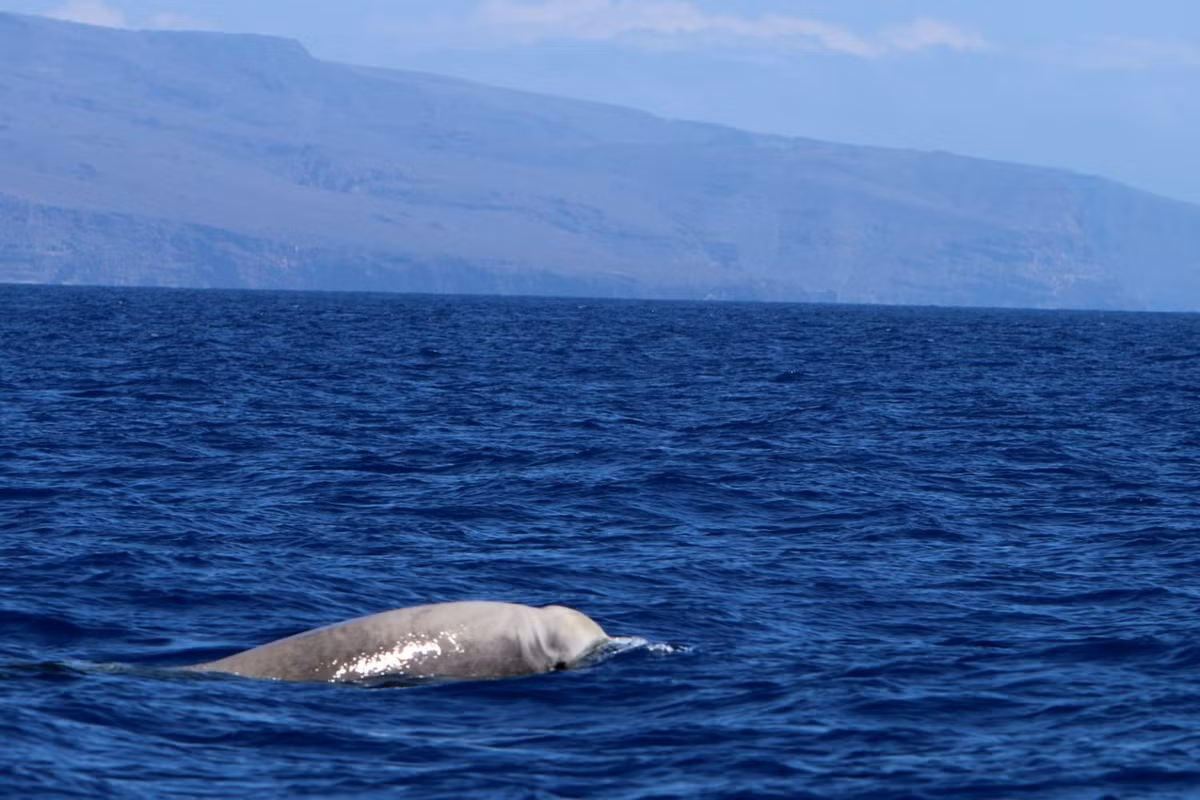Các chuyến lặn kiếm ăn của cá voi mõm khoằm Cuvier tthường kéo dài hơn. Chúng thường lặn xuống độ sâu trung bình khoảng 1.450m và thời gian lặn kéo dài khoảng 60 phút.
