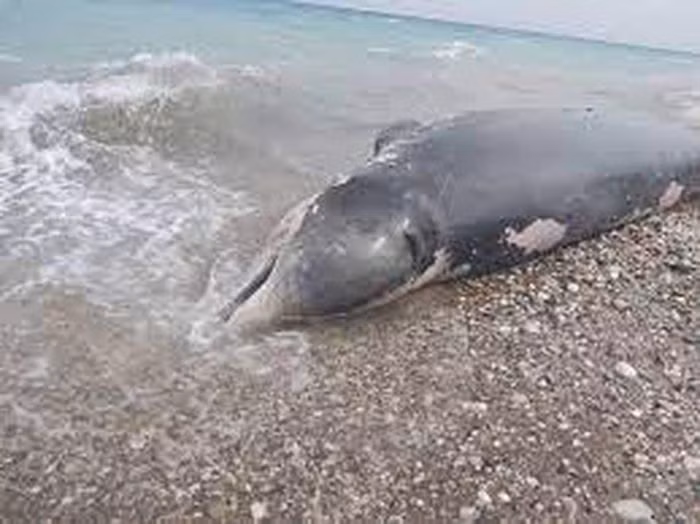 Theo đó, các chuyên gia cho hay con cá voi mõm khoằm Cuvier chỉ có vài vết trầu xước tự nhiên mà không có bất cứ vết thương nào ngoài cơ thể. Vì vậy, để giải mã nguyên nhân cái chết của con cá voi mõm khoằm Cuvier trên, các chuyên gia tiến hành giám định, kiểm tra dạ dày.