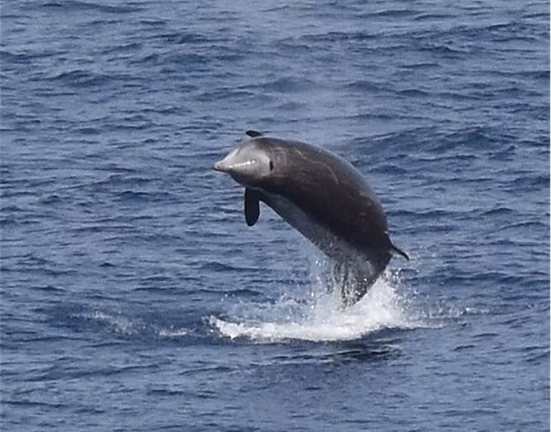 Đặc biệt, cá voi mõm khoằm Cuvier húng là những kỷ lục gia về lặn biển của nhóm động vật có vú với khả năng lặn sâu tới 2.992m.