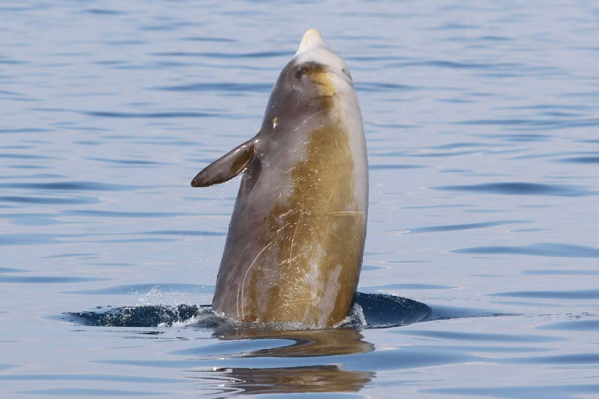 Một nghiên cứu của các chuyên gia tại Đại học Duke (Mỹ) phát hiện khi không săn mồi, cá voi mõm khoằm Cuvier thường lặn tới độ sâu 300 - 500m với thời gian trung bình là 30 phút.