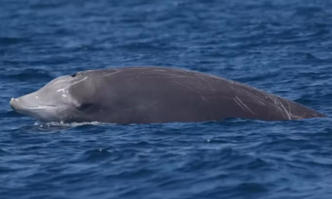 Kết quả kiểm tra khiến các chuyên gia bàng hoàng. Nguyên do là bởi bên trong dạ dày của con cá voi mõm khoằm Cuvier có tới 15 kg rác thải, chủ yếu là nhựa. Đây chính là nguyên nhân khiến nó chết và trôi dạt vào bờ biển.