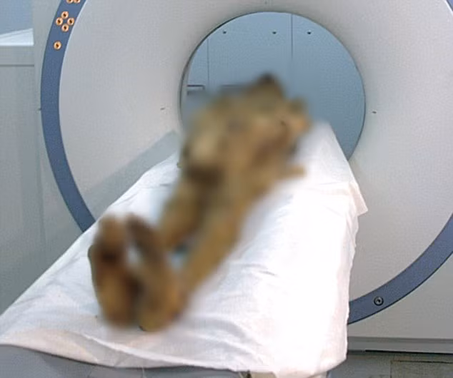 Nhờ vậy, nhóm chuyên gia nghi ngờ "xác ướp la hét" có thể là hoàng tử Pentewere - con trai của Pharaoh Ramses III. Vị hoàng tử này được cho là đã âm mưu giết cha để đoạt ngôi. Thế nhưng, kế hoạch thất bại nên hoàng tử Pentewere bị xử tử bằng cách treo cổ.