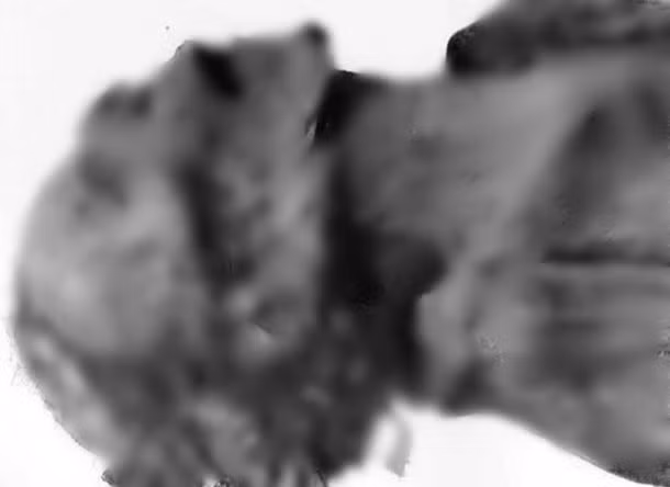 Về sau, các chuyên gia tiến hành kiểm tra, so sánh ADN của "xác ướp la hét" với một số thi hài thuộc tầng lớp quý tộc Ai Cập cổ đại được khai quật trước đó.