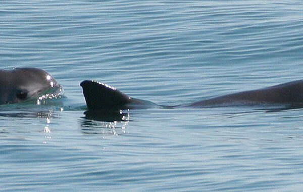 Các chuyên gia nghi ngờ rằng số lượng cá thể của loài này chưa bao giờ vượt quá 1.000 con.