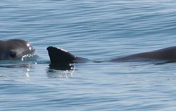 Các chuyên gia nghi ngờ rằng số lượng cá thể của loài này chưa bao giờ vượt quá 1.000 con.