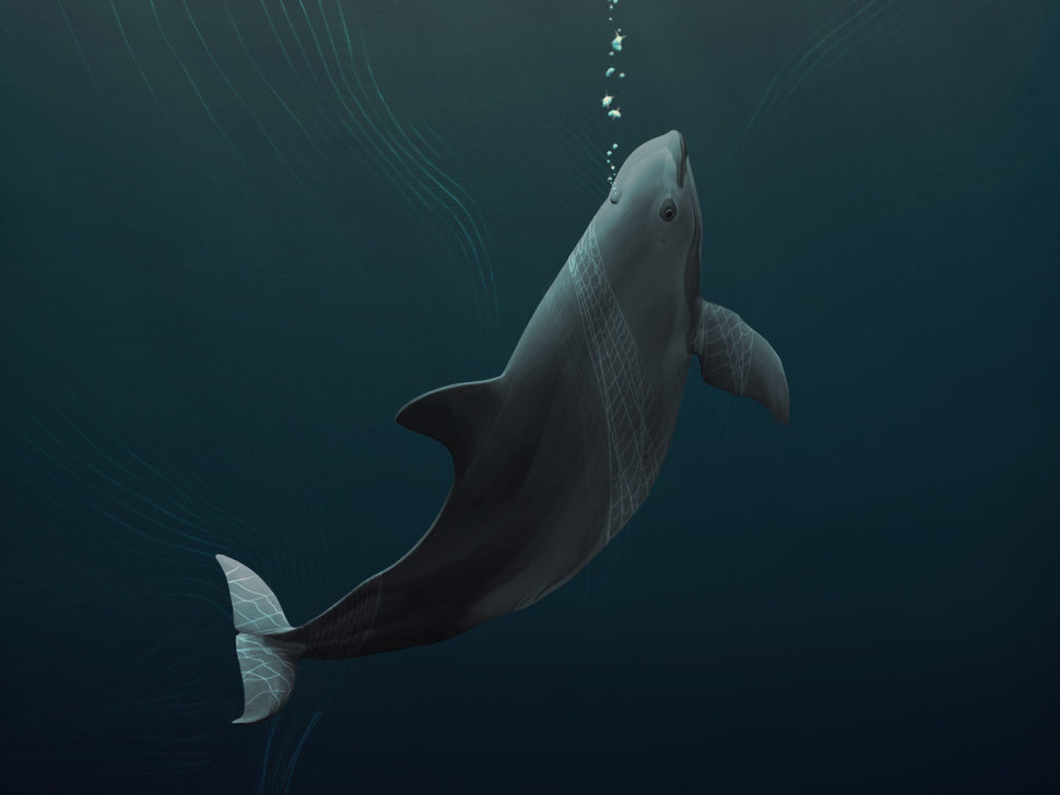 Một đặc điểm nổi bật của cá heo vaquita là vòng tròn màu đen quanh mắt. Chính vì vậy, chúng còn được mệnh danh là "gấu trúc đại dương".