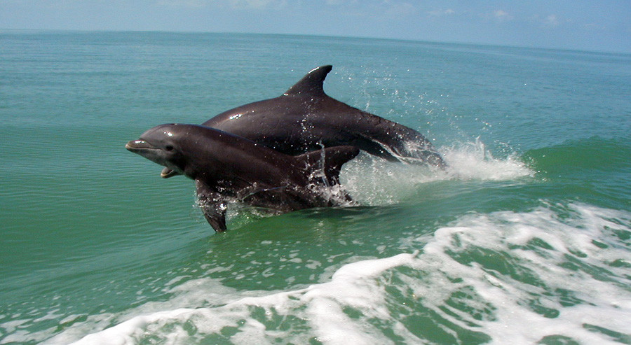 Ngay từ khi phát hiện, các nhà khoa học đã xếp cá heo vaquita vào danh sách những loài động vật có nguy cơ tuyệt chủng cao nhất thế giới bởi số lượng ít ỏi.