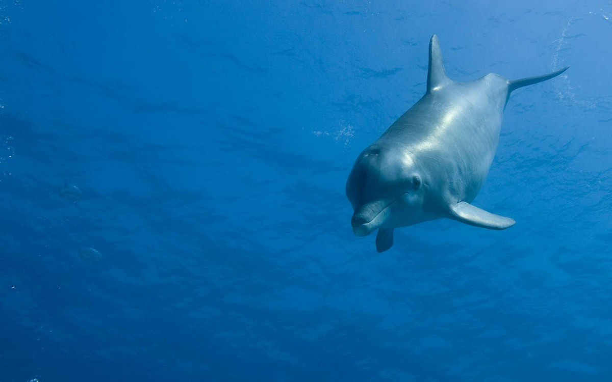Hạm đội Biển Đen cũng từng triển khai cá heo tới căn cứ hải quân Tartus, Syria trong vài tháng vào năm 2018. Khi ấy, các chuồng cá heo di động được lắp đặt giống loại đang được Nga bố trí tại cảng Sevastopol.
