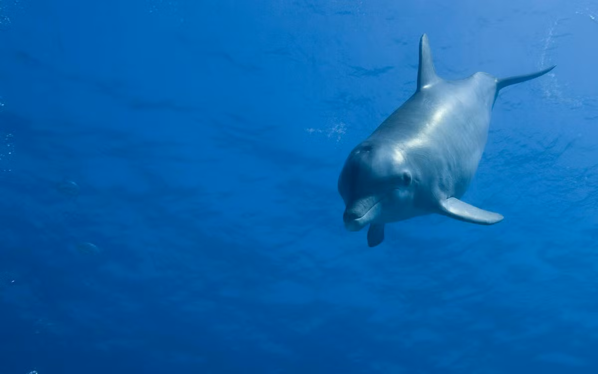 Hạm đội Biển Đen cũng từng triển khai cá heo tới căn cứ hải quân Tartus, Syria trong vài tháng vào năm 2018. Khi ấy, các chuồng cá heo di động được lắp đặt giống loại đang được Nga bố trí tại cảng Sevastopol.