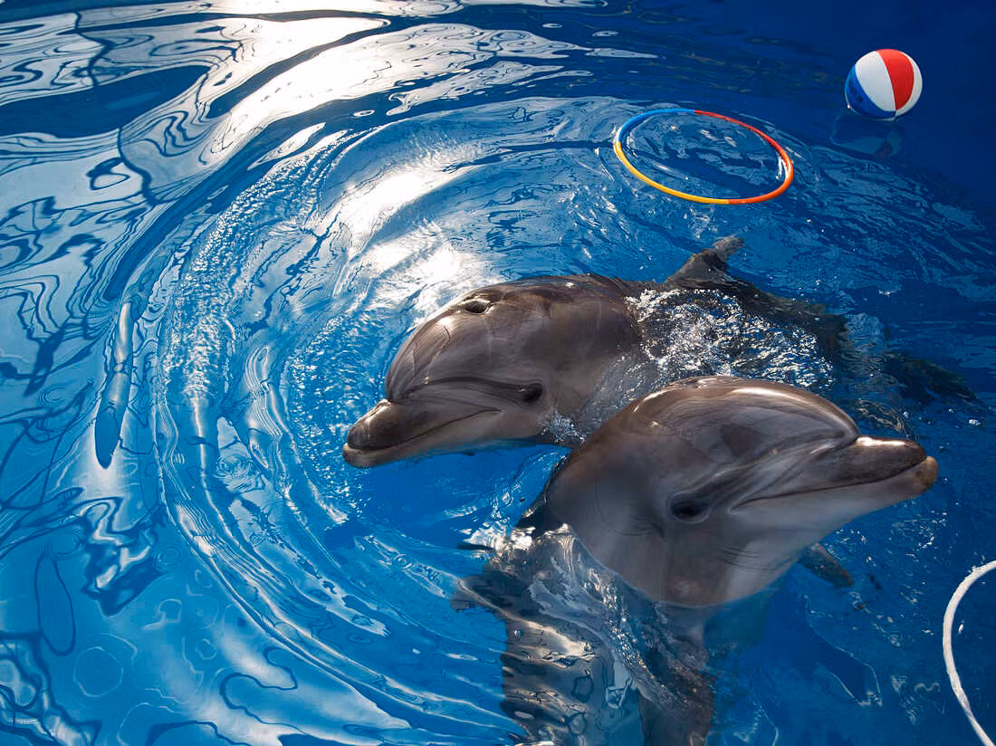 Lực lượng Nga có thể sử dụng cá heo được huấn luyện để đối phó với thợ lặn của đối phương, đề phòng kịch bản biệt kích Ukraine xâm nhập quân cảng Sevastopol phá hoại chiến hạm.