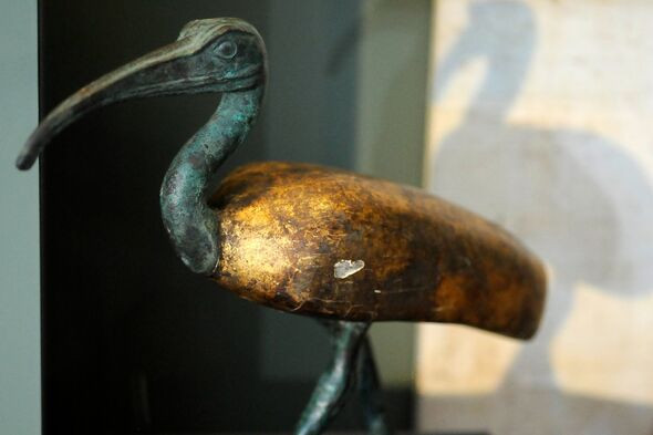 Ibis là một loài chim có nguồn gốc từ châu Phi. Nó không chỉ được Ai Cập cổ đại tôn kính, không dám làm hại mà còn có địa vị quan trọng trong đời sống tâm linh ở cả Hy Lạp và La Mã vào hàng ngàn năm trước.