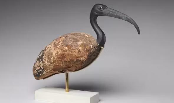 Do đó, người Ai Cập thường hiến tế và ướp xác cò quăm trong các lễ tế để tôn vinh thần Thoth.