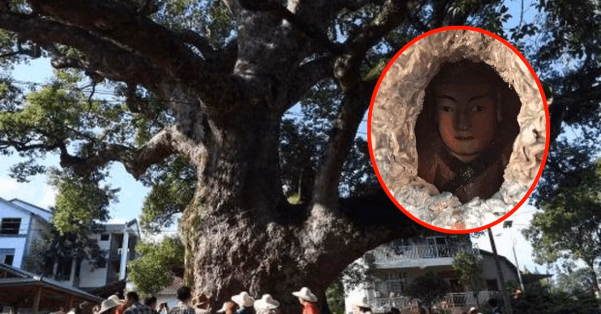 Sau khi bức tượng hoàn thành, người dân đặt nó vào thân cây qua một vết nứt lớn. Trải qua năm tháng, vết nứt trên thân cây dần thu nhỏ lại. Theo đó, pho tượng được thân cây long não gần như ôm trọn vào người chỉ để lộ một phần gương mặt và phần thân như chúng ta thấy ngày nay.