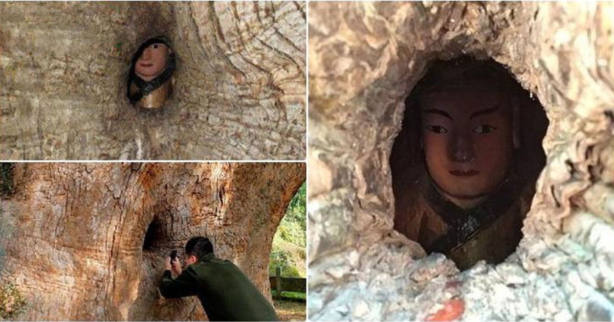 Theo người dân địa phương, giai thoại về bức tượng Phật trên được lưu truyền qua nhiều thế hệ. Không ai nhớ rõ thời điểm chính xác bức tượng xuất hiện trong cây long não.