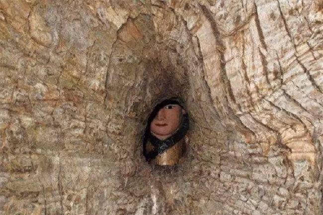 Mọi người có thể nhìn thấy pho tượng Phật qua lỗ nhỏ cách gốc cây khoảng 1m.