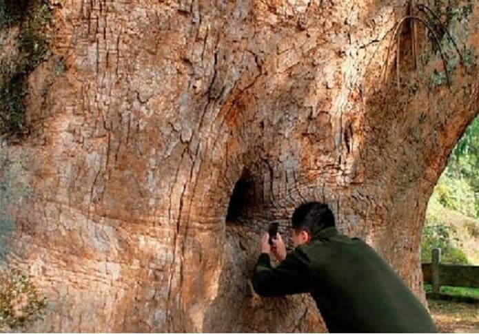 Việc có một bức tượng Phật nằm bên trong hốc cây long não khiến nhiều người tò mò vì sao sự việc kỳ lạ này lại xảy ra.