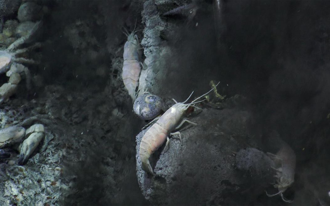 Trong chuyến thám hiểm này, các chuyên gia phát hiện một số động vật thích nghi với môi trường ở rãnh Mariana. Trong số này, một số loài có đôi mắt khổng lồ giúp dễ dàng bắt được lượng ánh sáng hiếm hoi nơi đáy sâu. Vài loài khác có xúc giác hoạt động rất mạnh để cảm nhận con mồi hoặc có khả năng tự phát sáng để thu hút con mồi tự tìm đến.