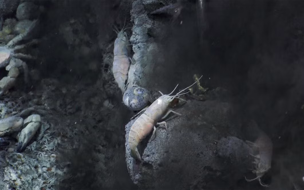 Trong chuyến thám hiểm này, các chuyên gia phát hiện một số động vật thích nghi với môi trường ở rãnh Mariana. Trong số này, một số loài có đôi mắt khổng lồ giúp dễ dàng bắt được lượng ánh sáng hiếm hoi nơi đáy sâu. Vài loài khác có xúc giác hoạt động rất mạnh để cảm nhận con mồi hoặc có khả năng tự phát sáng để thu hút con mồi tự tìm đến.