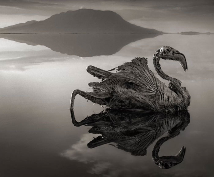 Nguyên nhân khiến nước hồ hóa đá mọi thứ là vì ngọn núi lửa triệu năm tuổi Ol Doinyo Lengai nằm ở phía nam của hồ. Dung nham từ ngọn núi chảy xuống mang theo lượng muối khoáng đặc biệt, khác hẳn với loại muối trong nước biển thông thường. Do đó, sinh vật nào xảy chân rơi xuống hồ sẽ được bảo quản xác nguyên vẹn giống như khi còn sống.