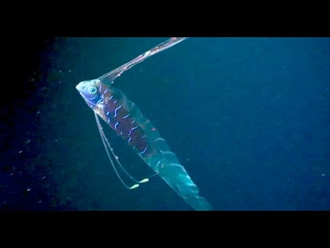 Khi trưởng thành, các con cá Oarfish có thể đạt chiều dài cơ thể lên tới 11m.