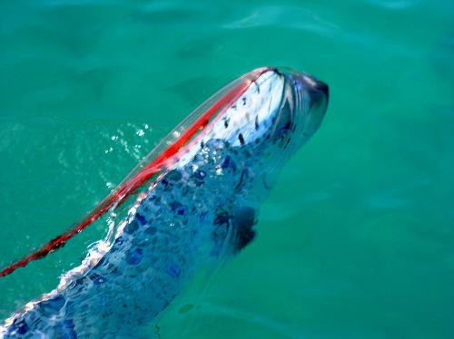 Một số truyền thuyết ở Nhật Bản mô tả cá Oarfish có khả năng dự báo động đất và sóng thần.