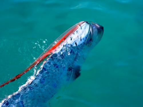Một số truyền thuyết ở Nhật Bản mô tả cá Oarfish có khả năng dự báo động đất và sóng thần.