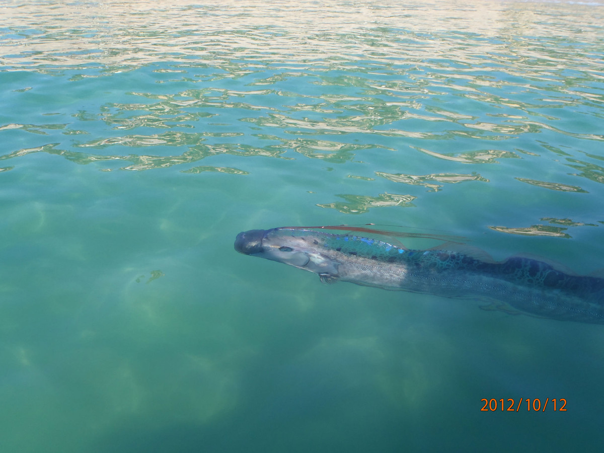 Từ đây, nhiều người cho rằng, con cá Oarfish trôi dạt vào bờ biển có thể là điềm báo một tai ương nào đó sắp xảy ra.