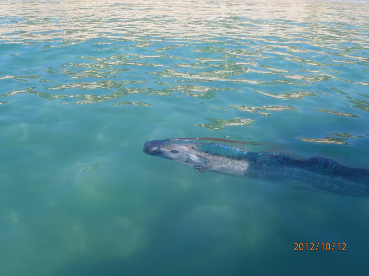 Từ đây, nhiều người cho rằng, con cá Oarfish trôi dạt vào bờ biển có thể là điềm báo một tai ương nào đó sắp xảy ra.