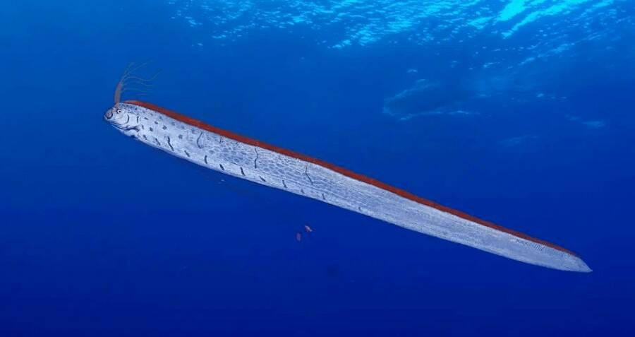 Sự xuất hiện của một con cá Oarfish trên bãi biển là điều vô cùng hiếm gặp. Thậm chí, người ta cho rằng đây có thể là điềm gở.