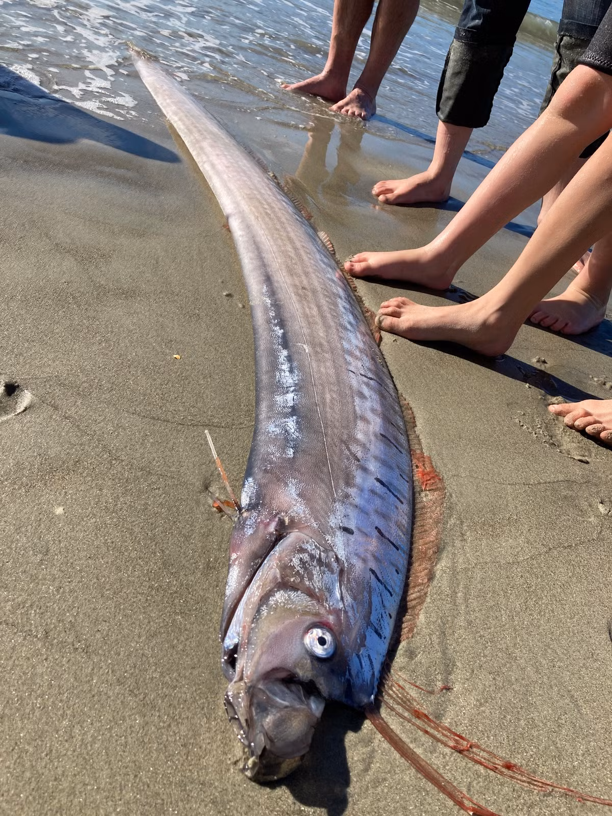 Về sau, Bridie Allan - nhà sinh vật học công tác tại Đại học Otago cũng có mặt tại bãi biển và đến kiểm tra "thủy quái" đó.