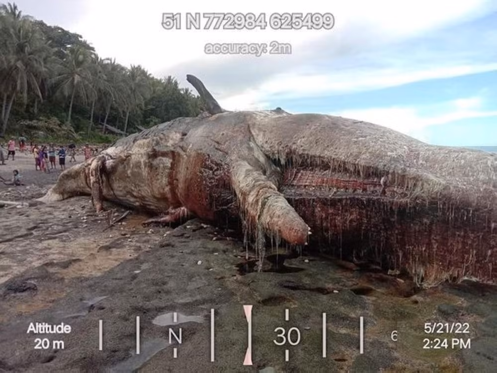 Giám đốc điều hành khu vực Davao của DENR, ông Bagani Fidel A. Evasco đã ra lệnh phong tỏa địa điểm tìm thấy xác cá nhà táng.