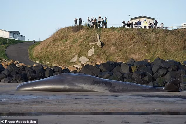 Năm con cá nhà táng khác từng được phát hiện đã chết rồi trôi dạt vào bờ biển ở các khu vực xung quanh Davao vào năm 2019. Một số ăn rác biển và vi nhựa độc hại. Những yếu tố này được cho là nguyên nhân khiến chúng chết.