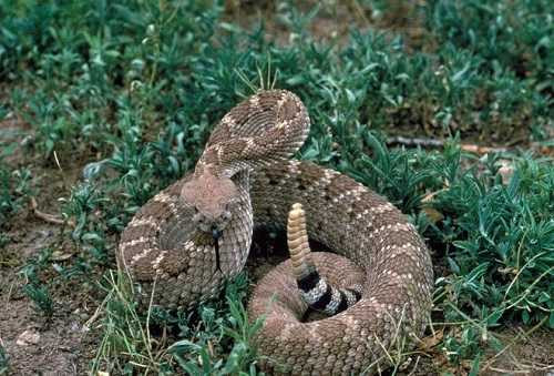Ngoài ra, hợp chất crotoxin, được tìm thấy trong nọc độc của loài rắn chuông (Crotalus durissus ssp. Terrificus), có thể sử dụng làm thuốc giảm đau, chống viêm.
