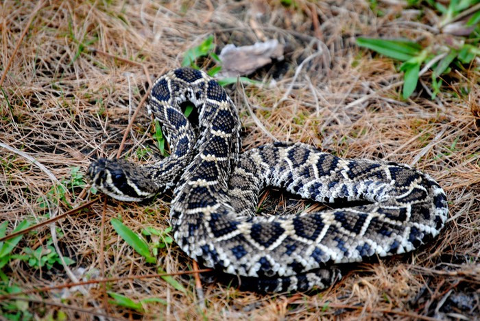 Khi bị rắn đuôi chuông chúa cắn, khả năng tử vong sẽ lên đến 90% trong thời gian ngắn. Ngay cả khi được cứu chữa kịp thời, khu vực bị cắn cũng sẽ bị liệt, hoại tử. Rất nhiều người đã phải cắt bỏ tay, chân vì con vật cực độc này.